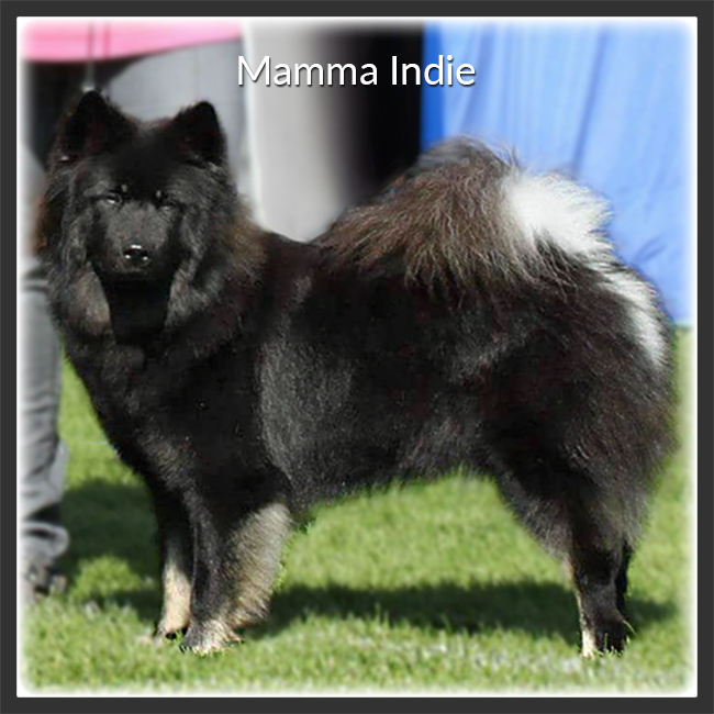 Mamma Indie