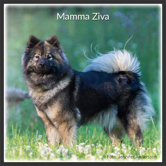 Mamma Ziva