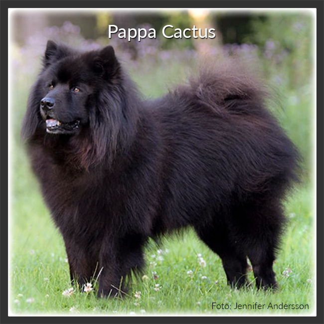 Pappa Cactus