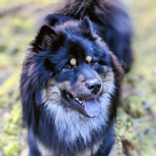 Fizzy Blue "Mejko"