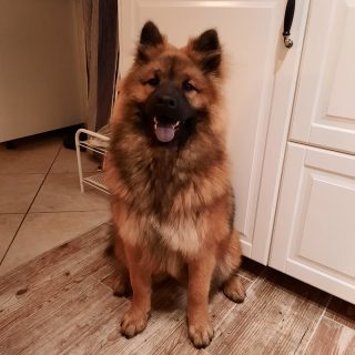 Gleeful Maia "Lily"